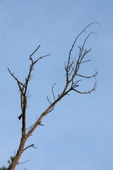 dry trunk of an old tree, against the background of the sky and trees