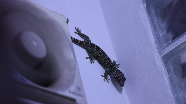 Tokay Gecko inside a bathroom crawling around on the walls close to the ceiling &ndash; trying to find a way out-close to a running air fan- in Thailand
