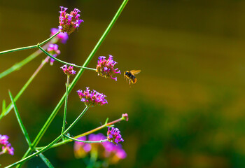 Bee searching for nectar in blooming colorful flowers in a garden in bright sunlight in summer, Almere, Flevoland, The Netherlands, September 5, 2021