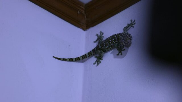 Tokay Gecko inside a bathroom crawling around on the walls close to the ceiling &ndash; trying to find a way out- From Thailand