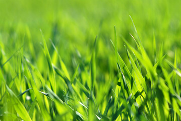 Green grass field