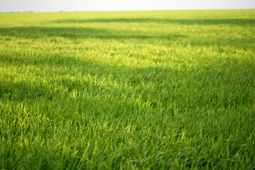 Obraz na płótnie Canvas Green grass field