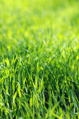Green grass field