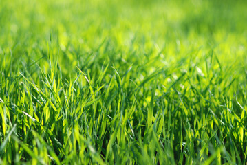 Green grass field