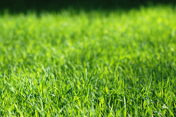 Green grass field