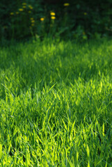 Green grass field