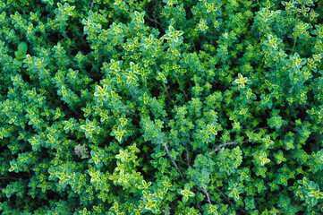 growing branches of green thyme, top view. useful plant spice close-up growing in the garden. fresh seasoning. useful plant, vegetarian, farm