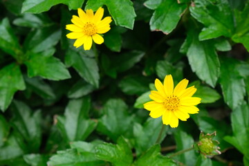 Mini yellow flower with green leaves background in a garden.