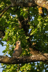 Ein Eichelhäher sammelt Eicheln im Herbst auf einer Eiche bei Sonnenaufgang