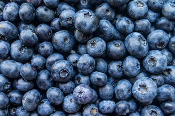 Fresh blueberries. Background. Berries. Group.
