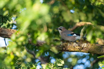 Ein Eichelhäher sitzt auf einen Ast in einer Eiche