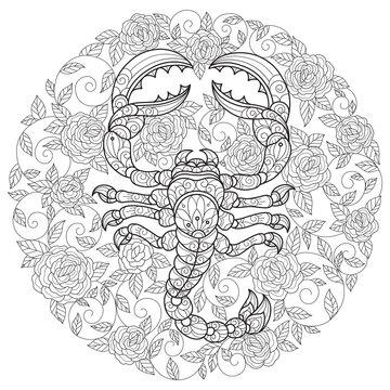 Scorpion and roses. Hand drawn sketch illustration for adult coloring book