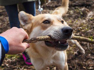 The dog pulling stick. Beautiful ginger dog, close-up portrait of red male walking in a forest. Winter time. . Copy space