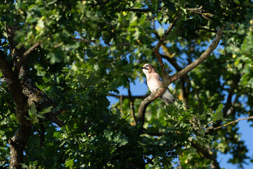 Ein Eichelhähetr sitzt im Herbst in einer Eiche auf einen Ast