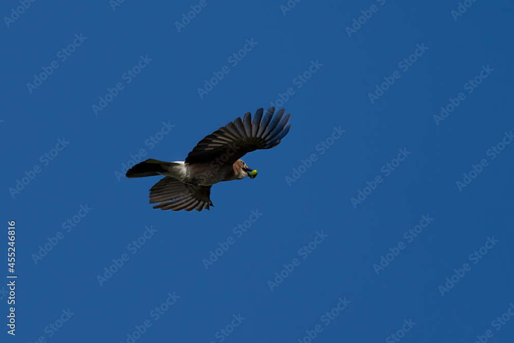 Canvas Prints Eichelhäher fliegt mit einer Eichel im Schnabel am blauben himmel