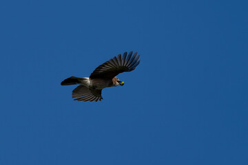 Eichelhäher fliegt mit einer Eichel im Schnabel am blauben himmel