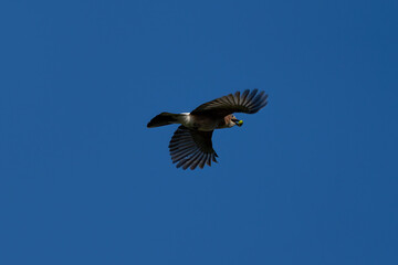 Eichelhäher fliegt mit einer Eichel im Schnabel am blauben himmel