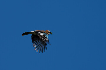 Eichelhäher fliegt mit einer Eichel im Schnabel am blauben himmel