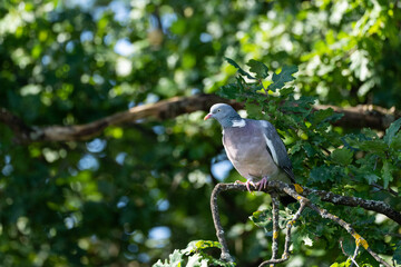 Eine Turteltaube sitzt in einen Baum