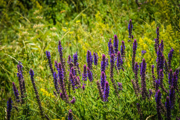field of lavender