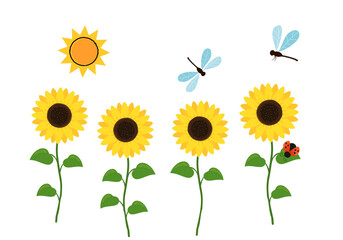 Sunflowers, sun, dragonflies and ladybug isolated on white background vector.
