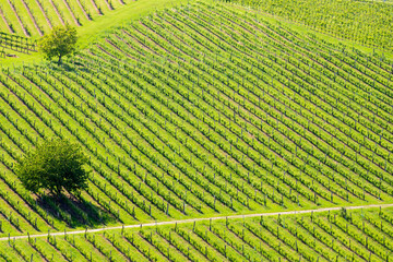 Fototapeta premium vineyard at the Austrian Slovenian border in Styria