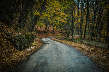road in autumn forest