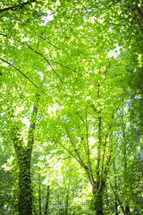Trees with very green leaves in a forest