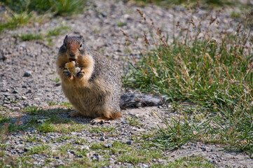 A Columbian ground squirrel eating the food.  Columbia Icefield Area AB Canada
