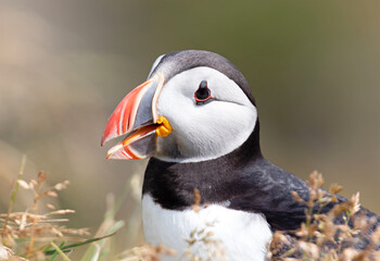 The atlantic puffin lives on the ocean and comes for nesting and breeding to the shore. They are seen in big numbers on Iceland