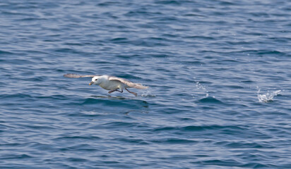 Northern Fulmar - Fulmarus glacialis