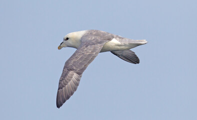Northern Fulmar - Fulmarus glacialis
