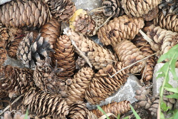 close up of a cone
