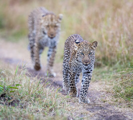 A young leopard playing with his mother, in Masai Mara, Kenya