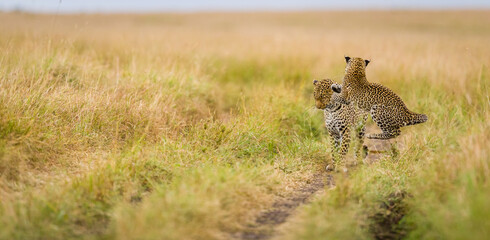 A young leopard playing with his mother, in Masai Mara, Kenya