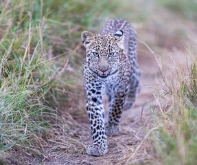 A young leopard playing with his mother, in Masai Mara, Kenya