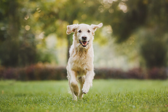 dog golden retriever running
