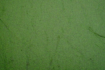 Grüner Pflanzenteppich aus Wasserlinse oder Entengrütze genannt