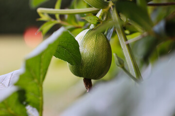 Growing Raw Pumpkin Plant in the Garden. Organic Green Cucurbita Pepo. Horticulture, Cultivation, Botany.