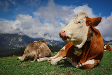 Lying Brown and White Fleckvieh Cow with Tongue Out in Seefeld in Tyrol. Cute Domestic Cattle in Austria.