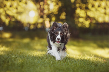border collie black and white dog