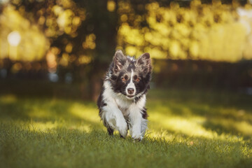 Obraz premium border collie black and white dog
