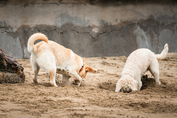 Two dogs digging holes in the sand on the beach with concrete retaining seawall behind