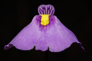 Flower of the bladderwort Utricularia dichotoma, Tasmania, Australia, frontal view