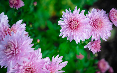 Close up Marguerite Daisy flower, Boston or Paris Daisy, autumn ornamental herbaceous perennial plant. Symphyotrichum novae-angliae Michaelmas daisy flowers in bloom