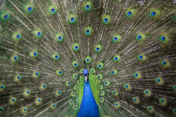 Obraz premium peacock with feathers
