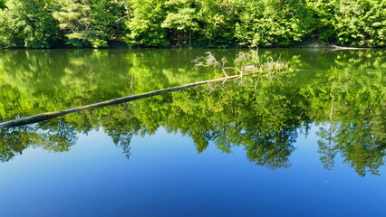 Obraz premium alter Baum schwimmt im malerischen Bärensee bei Stuttgart umgeben von Spiegelung des Laubwaldes