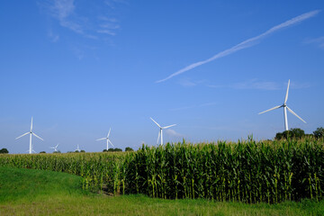 Blauer Himmel, Windmühlen und Rapsfeld in Schleswig-Holstein