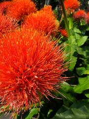 Fiori colorati estivi