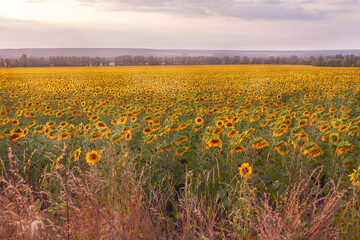 Field of sunflowers against beautiful evening sky